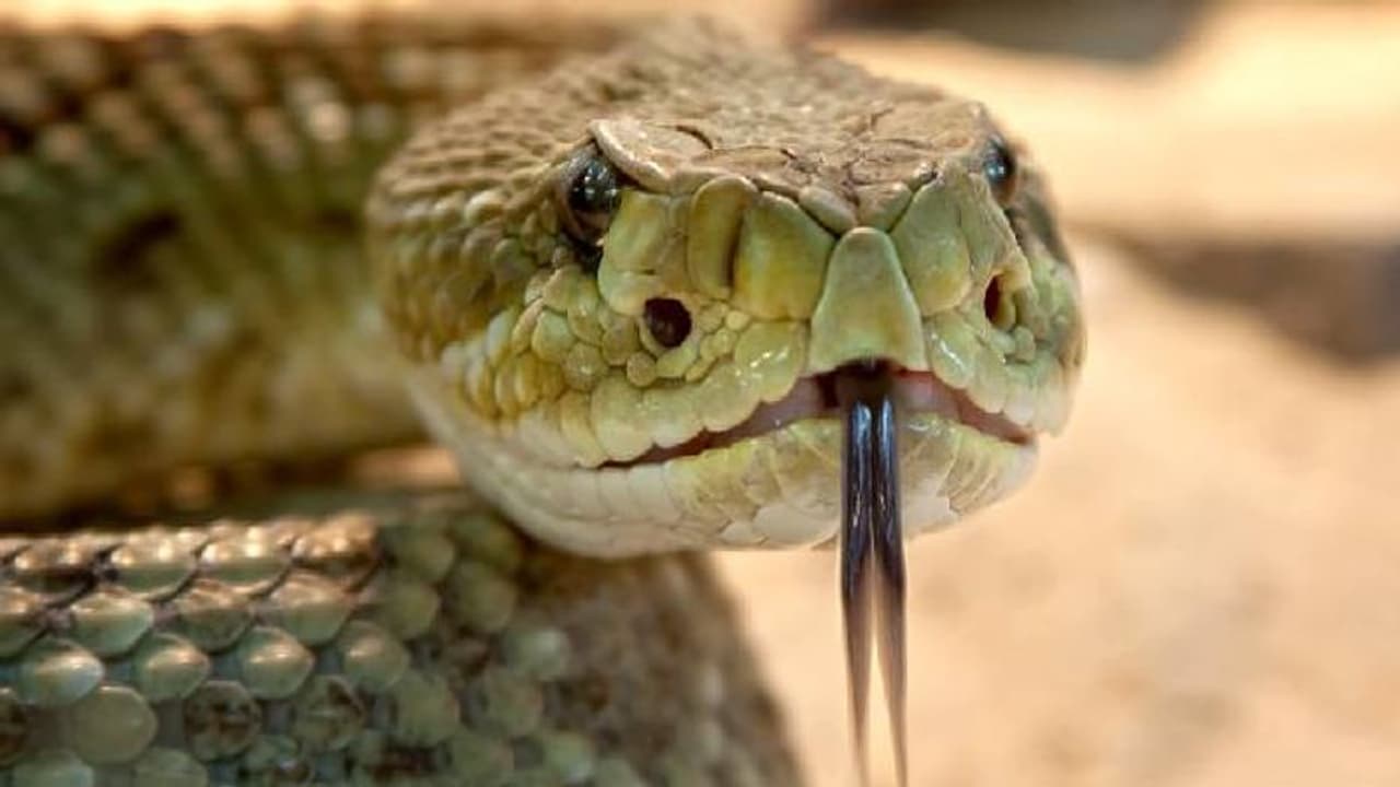 ಪೈಲಟ್ ಸೀಟಿನಡಿ ಬೆಚ್ಚನೆ ಮಲಗಿದ್ದ ಹಾವು: ವಿಮಾನ ತುರ್ತು ಲ್ಯಾಂಡಿಂಗ್