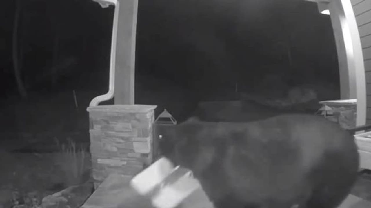 വീടിന്റെ മുറ്റത്ത് നിന്നും പലഹാരപ്പെട്ടി മോഷ്ടിച്ചുകൊണ്ട് പോകുന്ന കരടി, ദൃശ്യങ്ങൾ വൈറലാകുന്നു വീടിന്റെ മുറ്റത്ത് നിന്നും പലഹാരപ്പെട്ടി മോഷ്ടിച്ചുകൊണ്ട് പോകുന്ന കരടി, ദൃശ്യങ്ങൾ വൈറലാകുന്നു