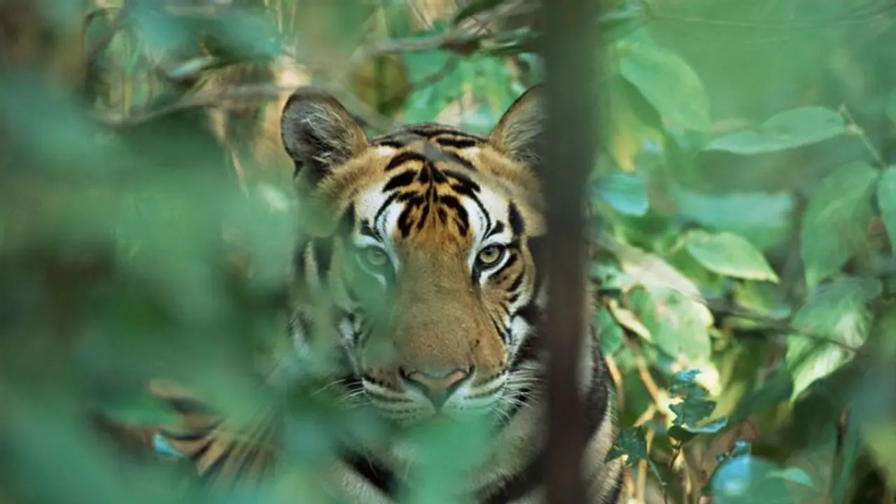 ಹುಲಿ ಗಣತಿ: ಈ ಬಾರಿ ಕರ್ನಾಟಕಕ್ಕೆ ಮತ್ತೆ ನಂ. 1 ಸ್ಥಾನ..?