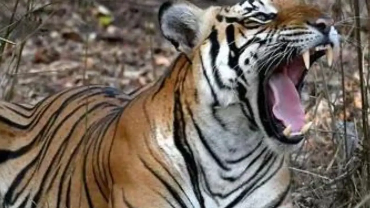 ಸ್ನೇಹಿತರ ಜೊತೆ ಕುಡಿಯುತ್ತ ಕುಳಿತಿದ್ದ ಕುಡುಕನ ಹೊತ್ತೊಯ್ದ ಹುಲಿ