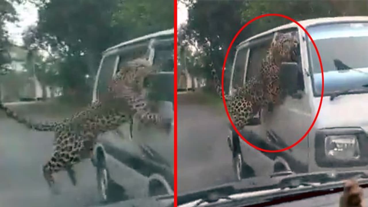 जंगल से सड़क पर आए तेंदुए ने चलती वैन पर किया अटैक, 13 लोगों को बनाया अपना निशाना