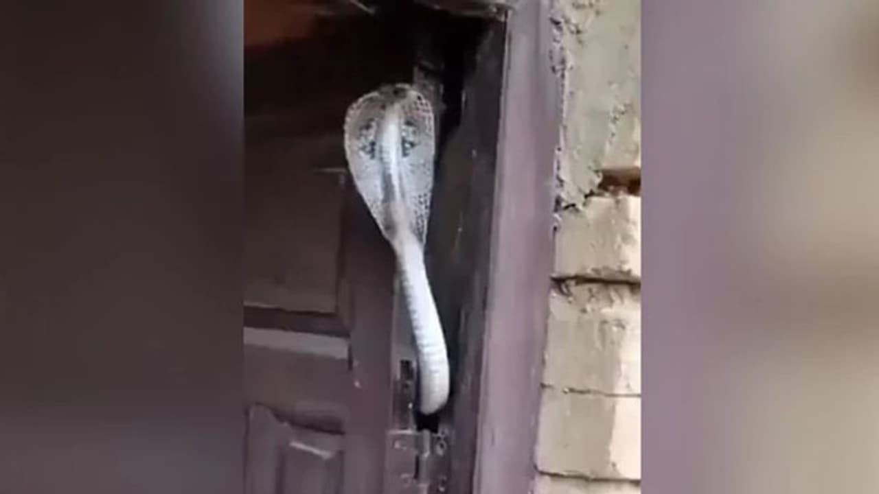 'ഉഗ്രൻ സെക്യൂരിറ്റി ആണല്ലോ'; മൂര്‍ഖന്‍റെ വീഡിയോ...