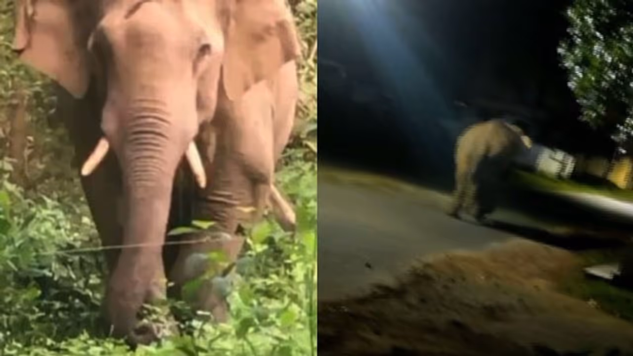 പാലക്കാട് ധോണിയിൽ വീണ്ടും പി ടി 7 ഇറങ്ങി, ഒപ്പം രണ്ട് ആനകൾ കൂടി, നാട്ടുകാർ ആശങ്കയിൽ