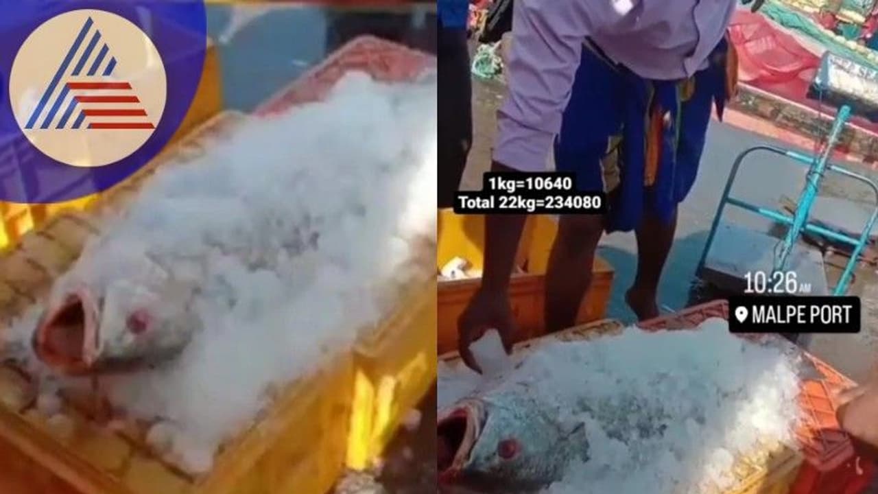 Ghol Fish: ಮಲ್ಪೆ ಬಂದರಿನಲ್ಲಿ 1 ಮೀನು ₹2.23 ಲಕ್ಷಕ್ಕೆ ಮಾರಾಟ!