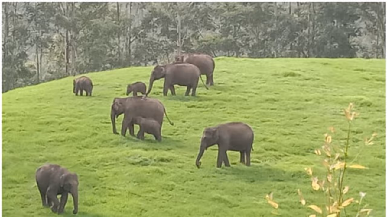 വന്യജീവി വാരാഘോഷം വരുന്നു; സംസ്ഥാനത്തെ എല്ലാ വന്യജീവി സങ്കേതങ്ങളിലും പൊതുജനങ്ങള്‍ക്ക് സൗജന്യ പ്രവേശനം