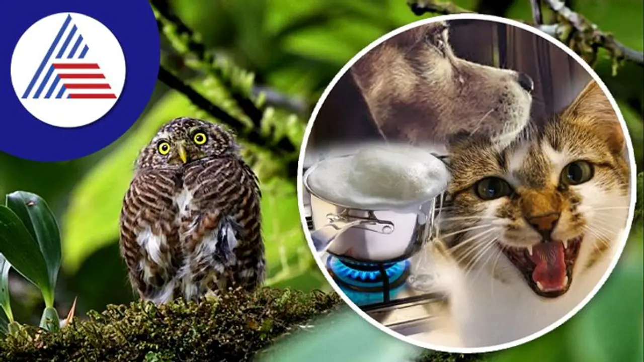 சகுனமே சரியில்லையே இந்த விலங்கையா பார்த்தீங்க? எச்சரிக்கையா இருங்க!