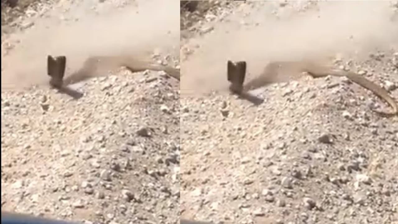 ಹಾವಿನ ಮೇಲೆ ಗುಂಡಿನ ದಾಳಿ... ಆಮೇಲೇನಾಯ್ತು ನೋಡಿ