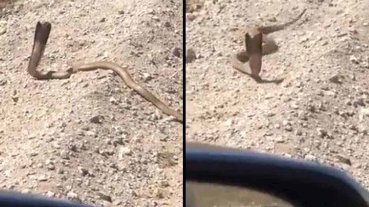 കാർ നിർത്തി പോയിന്റ് ബ്ലാങ്കിൽ മൂർഖന് നേരെ വെടിവെച്ചു, യുവാവിന് സംഭവിച്ചത് വീഡിയോ 