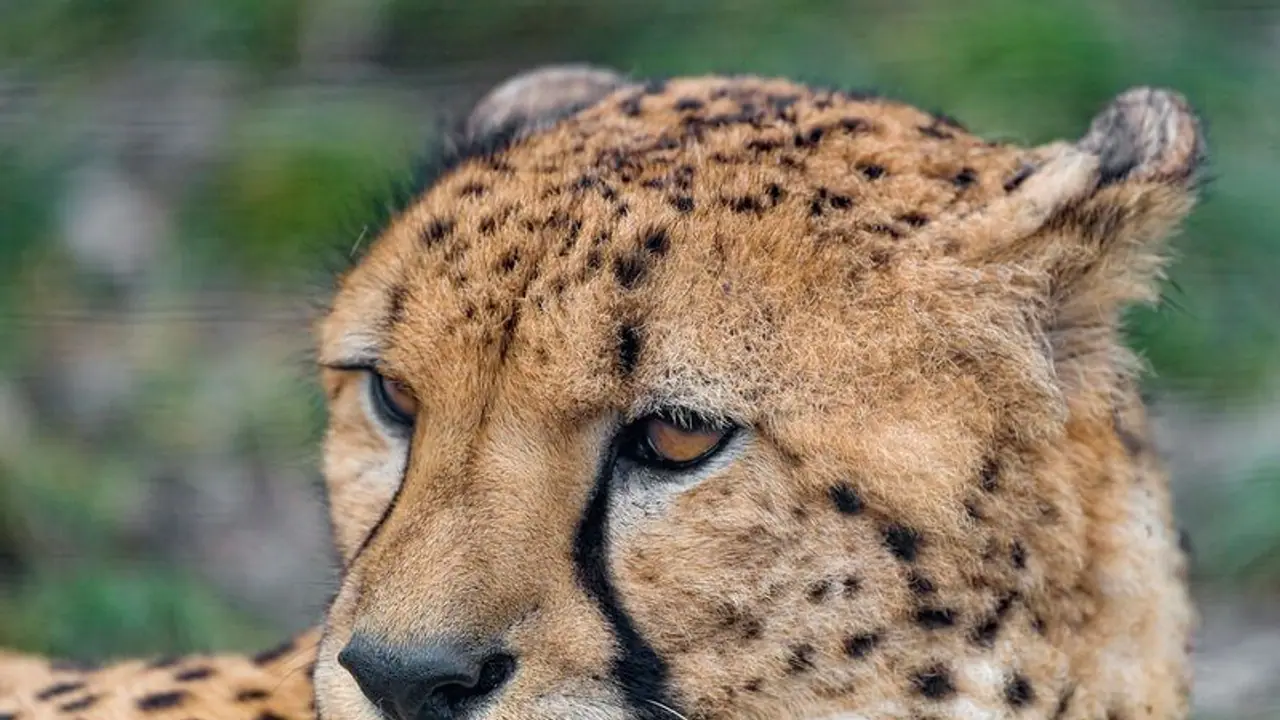 Sasha, a female cheetah brought from Namibia, dies due to kidney failure in Madhya Pradesh
