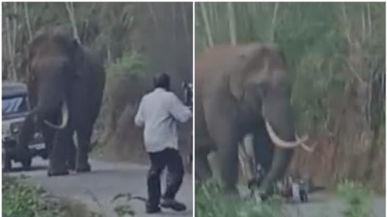 വീണ്ടും പടയപ്പ; ഇത്തവണ രണ്ട് ബൈക്കുകള് തകര്ത്തു വീണ്ടും പടയപ്പ; ഇത്തവണ രണ്ട് ബൈക്കുകള് തകര്ത്തു