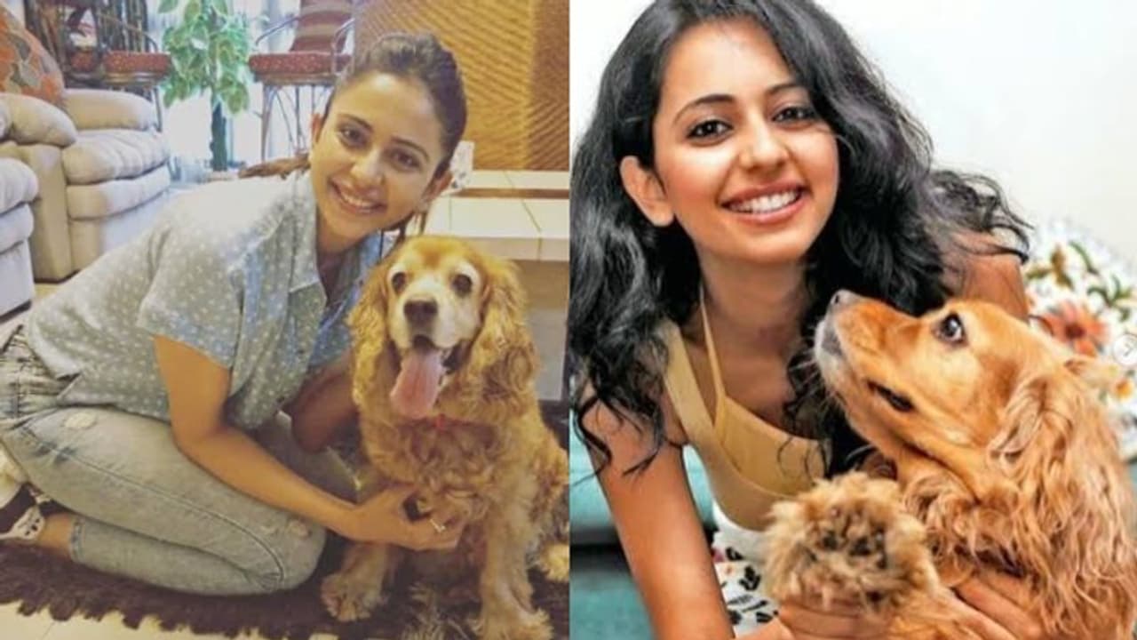 '16 വര്‍ഷങ്ങള്‍ക്ക് മുമ്പാണ് നീ ഞങ്ങളുടെ ജീവിതത്തിലേയ്ക്ക് വരുന്നത്'; വളർത്തുനായയുടെ വി​യോ​ഗത്തില്‍ രാകുല്‍