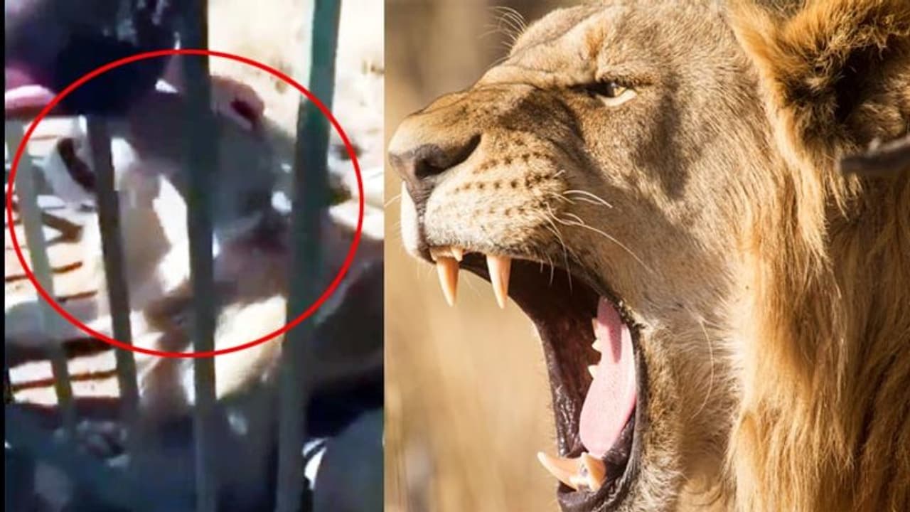 पिंजरे में बंद शेर पर डॉग की तरह हाथ फेरने लगा शख्स, फिर हुआ ये अंजाम पिंजरे में बंद शेर पर डॉग की तरह हाथ फेरने लगा शख्स, फिर हुआ ये अंजाम