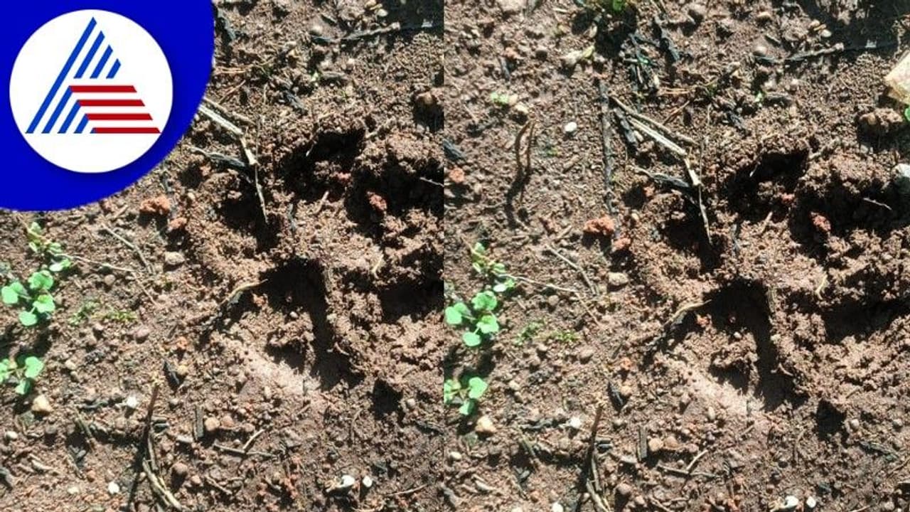 Shivamogga News: ವಾರ​ದಿಂದ ಚಿರತೆ ಸಂಚಾ​ರ: ಆತಂಕದಲ್ಲಿ ಗ್ರಾಮಸ್ಥರು