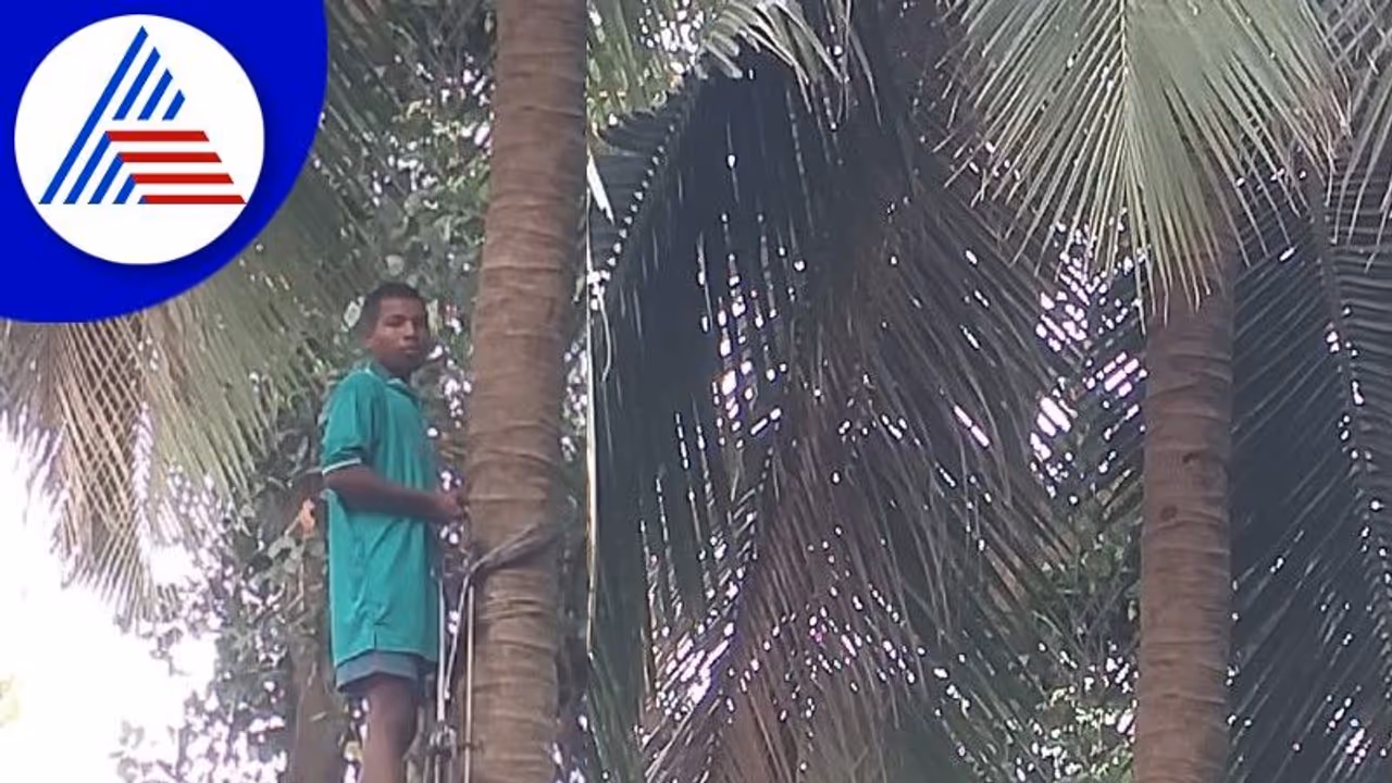 ಜಸ್ಟ್ ಕರೆ ಮಾಡಿ: ತೆಂಗು ಕೊಯ್ಯಲು 'ಪಿಂಗಾರ' ತಂಡ ರೆಡಿ! ಜಸ್ಟ್ ಕರೆ ಮಾಡಿ: ತೆಂಗು ಕೊಯ್ಯಲು 'ಪಿಂಗಾರ' ತಂಡ ರೆಡಿ!