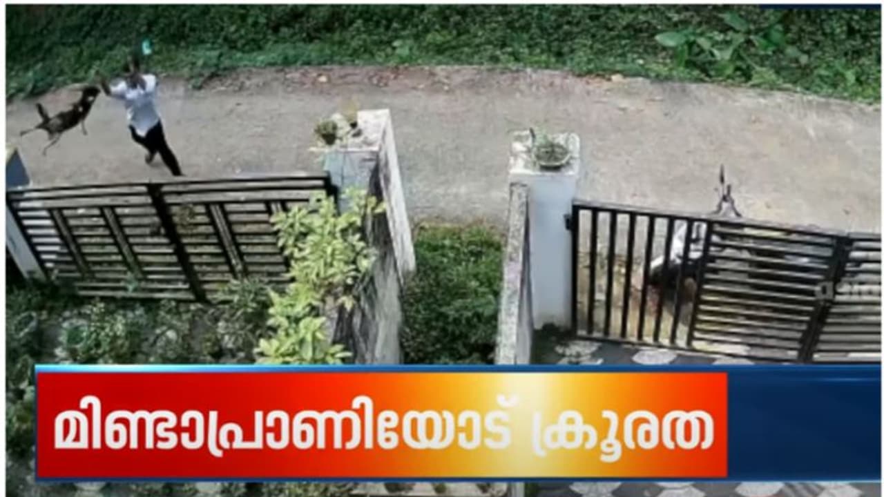 സ്നേഹപൂര്വ്വം വിളിച്ച് വരുത്തിയ തെരുവ് നായയെ യുവാവ് വീട്ടു വളപ്പിലേക്ക് വലിച്ചെറിഞ്ഞു സ്നേഹപൂര്വ്വം വിളിച്ച് വരുത്തിയ തെരുവ് നായയെ യുവാവ് വീട്ടു വളപ്പിലേക്ക് വലിച്ചെറിഞ്ഞു