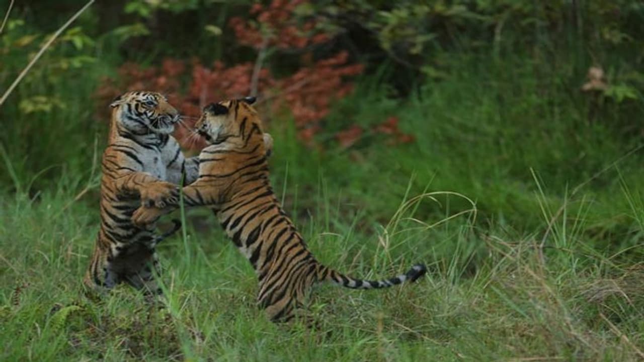 കടുവ സങ്കേതങ്ങളിലെ സഫാരി: പരിസ്ഥിതി മന്ത്രാലയത്തിന് സുപ്രീം കോടതി നോട്ടീസ്, സഫാരികൾക്ക് പൂട്ടു വീഴുമോ? കടുവ സങ്കേതങ്ങളിലെ സഫാരി: പരിസ്ഥിതി മന്ത്രാലയത്തിന് സുപ്രീം കോടതി നോട്ടീസ്, സഫാരികൾക്ക് പൂട്ടു വീഴുമോ?