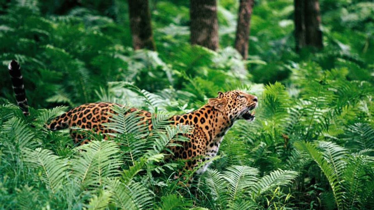 Mysuru: ಟಿ.ನರಸೀಪುರ ತಾಲೂಕಿನಲ್ಲಿ ನಿಲ್ಲದ ಚಿರತೆ ಹಾವಳಿ: 11 ವರ್ಷದ ಬಾಲಕ ಸಾವು Mysuru: ಟಿ.ನರಸೀಪುರ ತಾಲೂಕಿನಲ್ಲಿ ನಿಲ್ಲದ ಚಿರತೆ ಹಾವಳಿ: 11 ವರ್ಷದ ಬಾಲಕ ಸಾವು