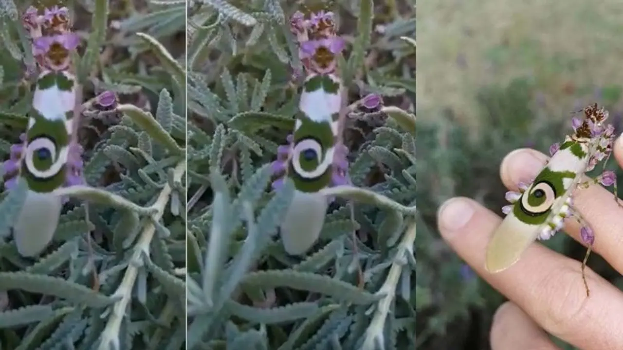 ಚಲಿಸುವ ಹೂವಿದು... ಕೀಟಗಳ ಅದ್ಭುತ ಲೋಕ : ವಿಡಿಯೋ ವೈರಲ್