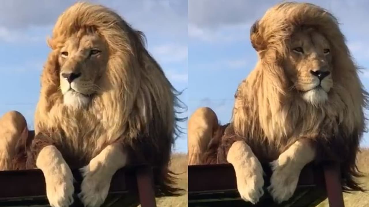 ಕೂದಲಿಲ್ಲದವರ ಹೊಟ್ಟೆ ಉರಿಸುತ್ತಿರುವ ಸಿಲ್ಕಿ ಹೇರ್ ಸಿಂಹ: ವಿಡಿಯೋ ಸಖತ್ ವೈರಲ್ 