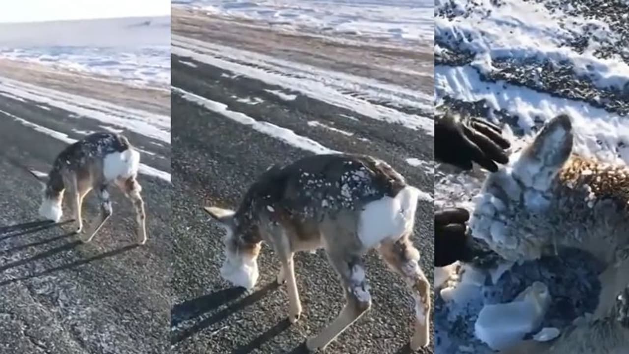 ಅಮೆರಿಕಾದಲ್ಲಿ ಹಿಮಪಾತಕ್ಕೆ ತತ್ತರಿಸಿದ ಪ್ರಾಣಿಗಳು: ವಿಡಿಯೋ ವೈರಲ್