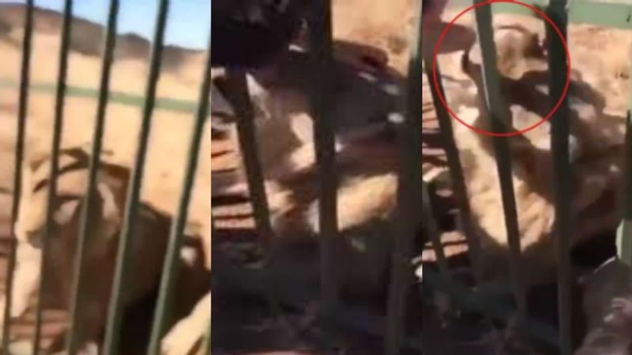 കൂട്ടിൽ കിടന്ന സിംഹത്തെ തലോടാൻ ശ്രമം; പിന്നീട് സംഭവിച്ചത്...