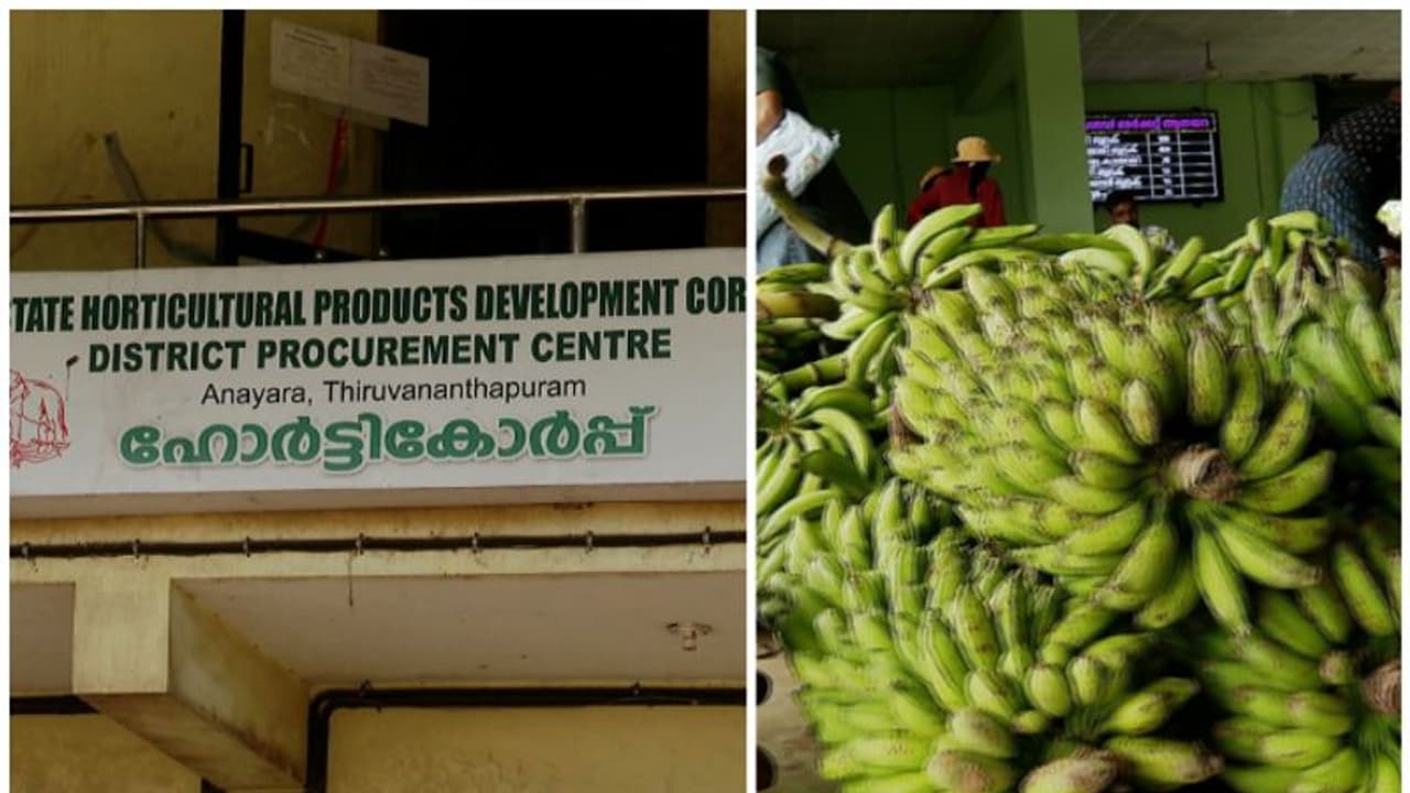 ജീവനക്കാരുടെ ബാഹുല്യം; കര്ഷകര് പണം കിട്ടാതെ വലയുമ്പോൾ നഷ്ടക്കണക്കുമായി ഹോര്ട്ടികോർപ്പ് ജീവനക്കാരുടെ ബാഹുല്യം; കര്ഷകര് പണം കിട്ടാതെ വലയുമ്പോൾ നഷ്ടക്കണക്കുമായി ഹോര്ട്ടികോർപ്പ്