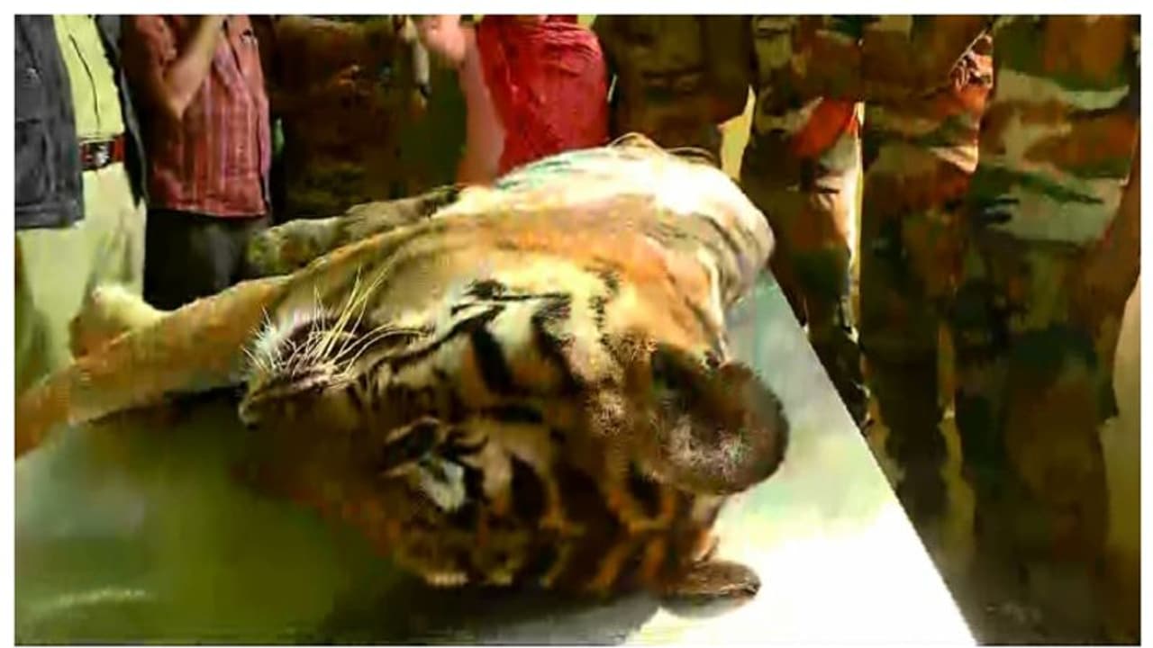 വാകേരിയില് ഇറങ്ങിയ കടുവ ചത്തനിലയില്, ജഡം പരിശോധന കേന്ദ്രത്തിലേക്ക് മാറ്റി വാകേരിയില് ഇറങ്ങിയ കടുവ ചത്തനിലയില്, ജഡം പരിശോധന കേന്ദ്രത്തിലേക്ക് മാറ്റി