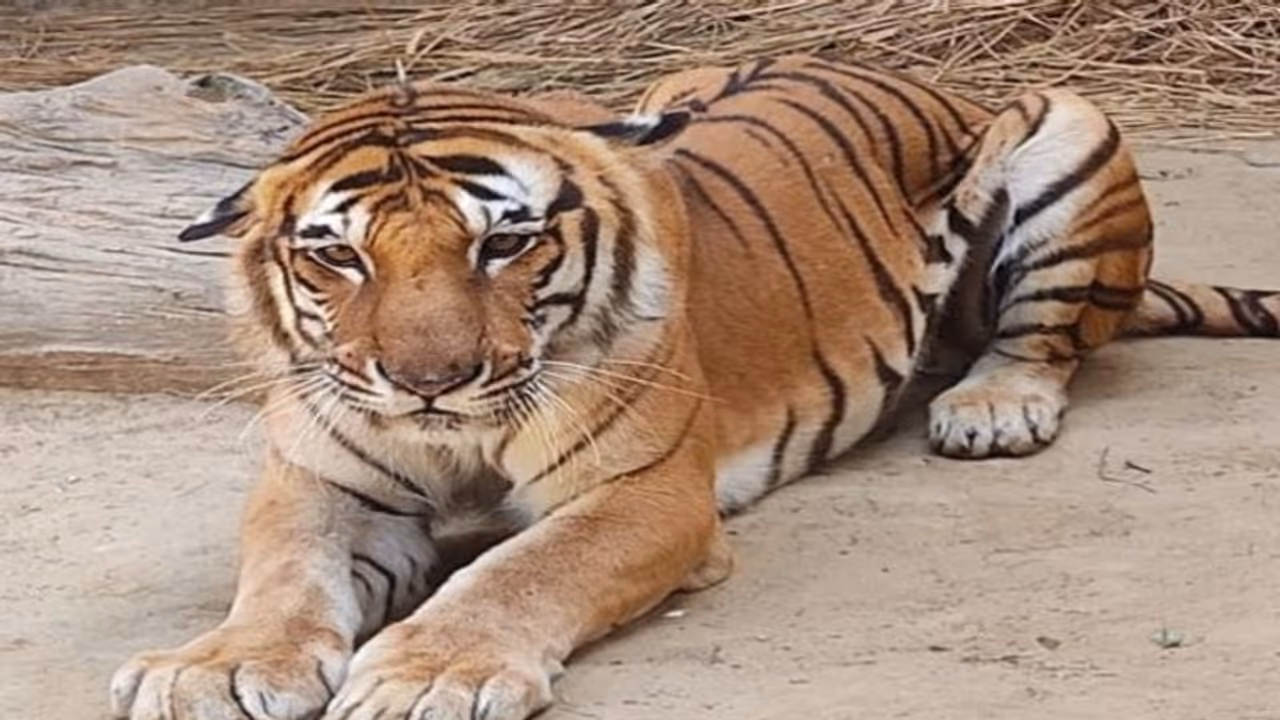 Kishan, a 17 year old cancer stricken Tiger, dies in Lucknow Zoo