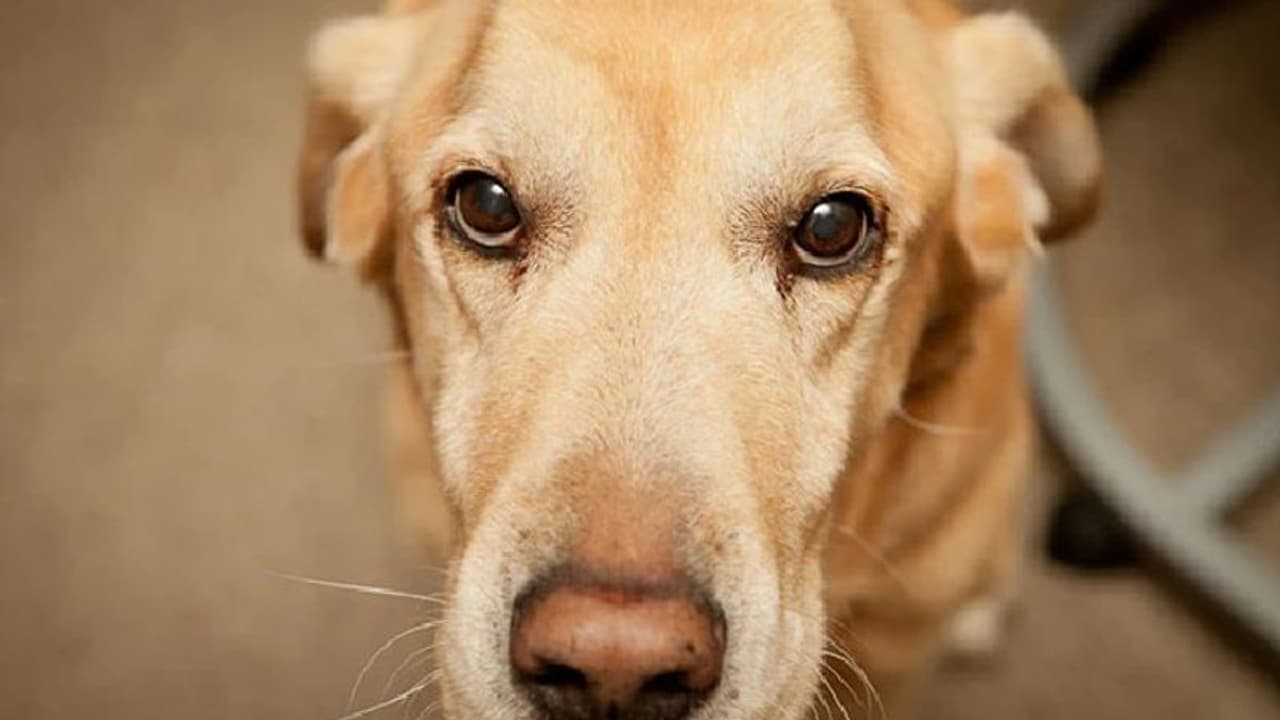 സേനയുടെ സ്നിഫര്‍ നായ ഗര്‍ഭിണിയായി; സംഭവത്തില്‍ അന്വേഷണം