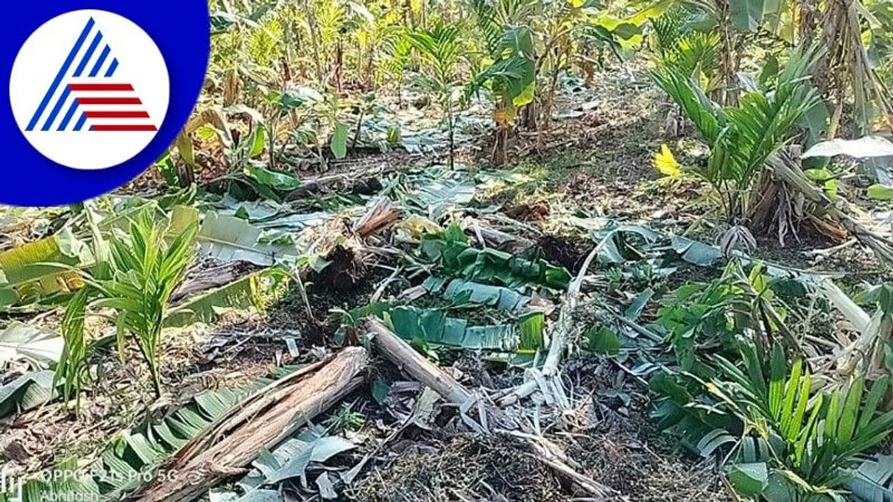 ಕಾಡಾನೆ ದಾಳಿ: ನಾಲ್ಕು ಎಕರೆಯಲ್ಲಿನ ಅಡಿಕೆ,ಬಾಳೆ ಬೆಳೆ ಸಂಪೂರ್ಣ ನಾಶ