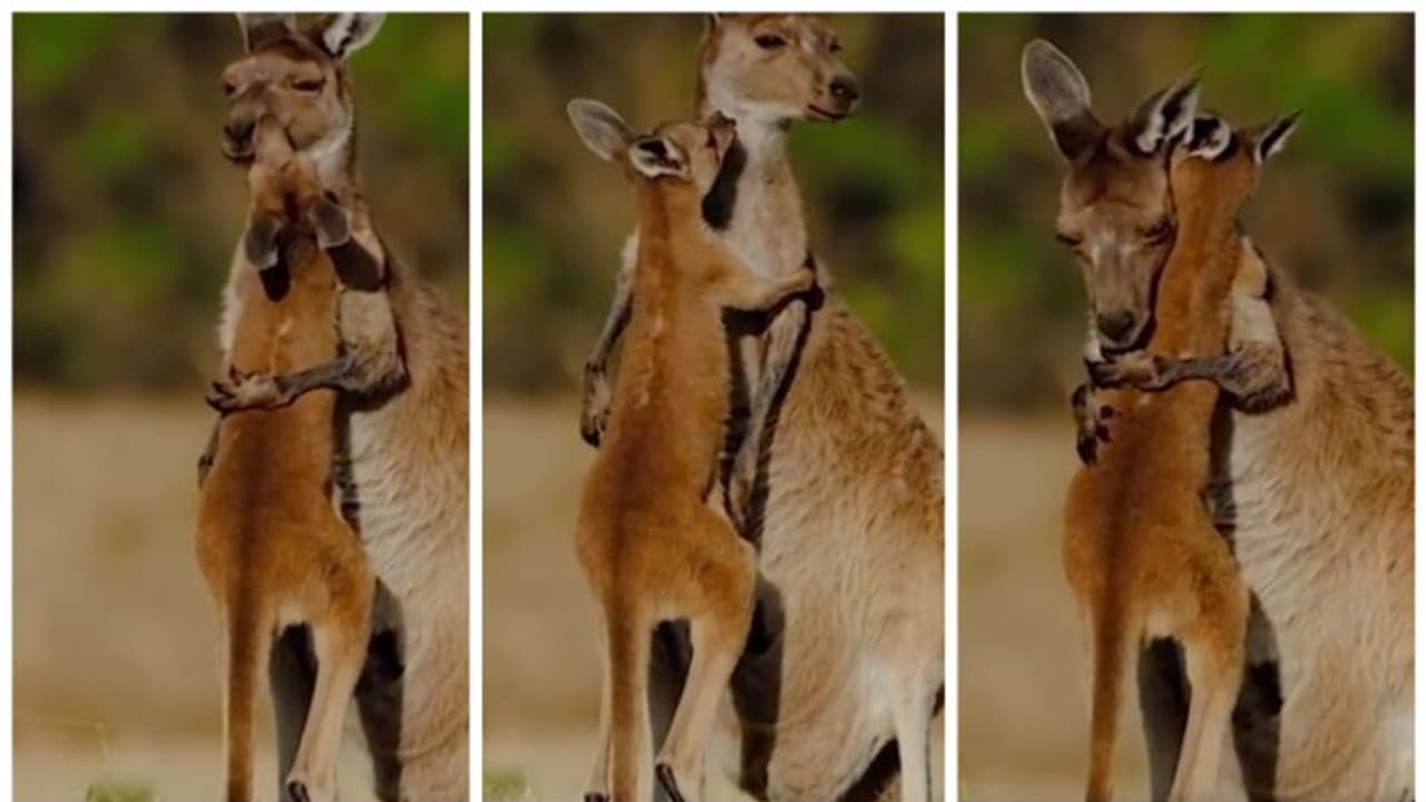 'കൺമണി, പൊൻമണിയേ...' കുഞ്ഞു കം​ഗാരുവിനെ കെട്ടിപ്പിടിച്ച്, ഉമ്മ വെക്കുന്ന അമ്മകം​ഗാരു : വീഡിയോ കാണാം