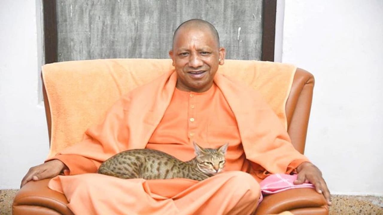 सोशल मीडिया पर धमाल मचाए है सीएम योगी की गोद में बैठी बिल्ली की फोटो, लोग जमकर कर रहे तारीफ सोशल मीडिया पर धमाल मचाए है सीएम योगी की गोद में बैठी बिल्ली की फोटो, लोग जमकर कर रहे तारीफ