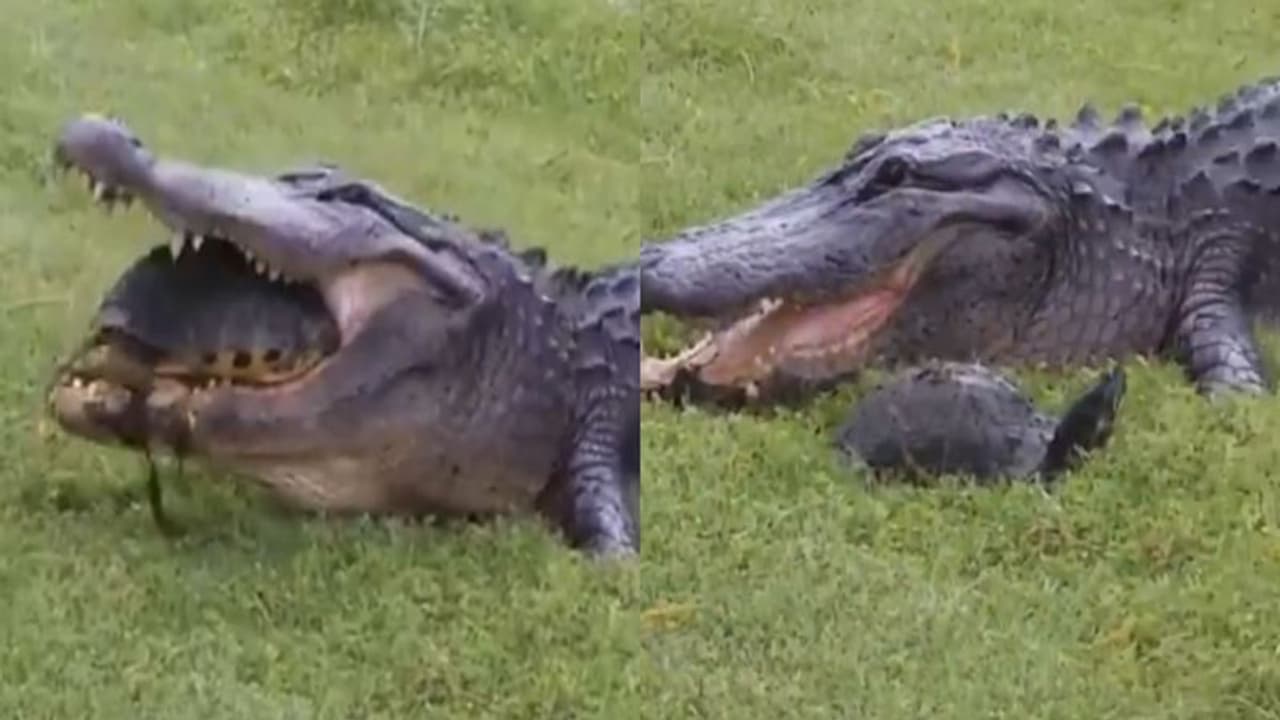 OMG : मगरमच्छ के जबड़ों में जाकर बाल बाल बच गया कछुआ, Video कर देगा हैरान OMG : मगरमच्छ के जबड़ों में जाकर बाल बाल बच गया कछुआ, Video कर देगा हैरान