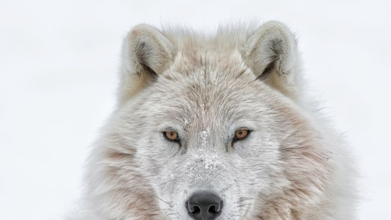 ತೋಳದಂತೆ ಕಾಣಿಸಲು 18 ಲಕ್ಷ ವೆಚ್ಚ ಮಾಡಿದ ವ್ಯಕ್ತಿ ತೋಳದಂತೆ ಕಾಣಿಸಲು 18 ಲಕ್ಷ ವೆಚ್ಚ ಮಾಡಿದ ವ್ಯಕ್ತಿ