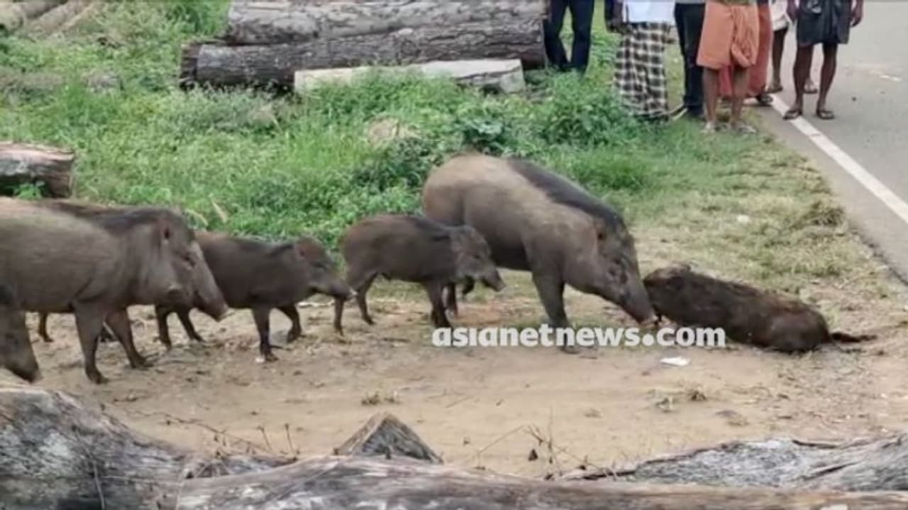 കാറിടിച്ച് കാട്ടുപന്നിക്ക് പരിക്കേറ്റു, റോഡരികിലേക്ക് മാറ്റി പന്നിക്കൂട്ടം, ചുറ്റും തമ്പടിച്ചു; കൗതുക കാഴ്ച
