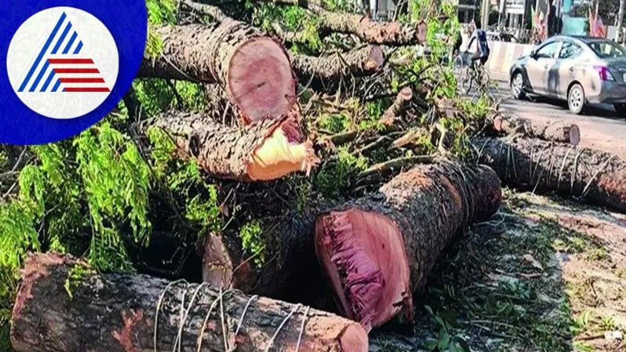 Bengaluru: ಬಳ್ಳಾರಿ ರಸ್ತೆಗಾಗಿ 54 ಮರಕ್ಕೆ ಕೊಡಲಿ: ನಾಗರಿಕರು ಬೇಸರ Bengaluru: ಬಳ್ಳಾರಿ ರಸ್ತೆಗಾಗಿ 54 ಮರಕ್ಕೆ ಕೊಡಲಿ: ನಾಗರಿಕರು ಬೇಸರ