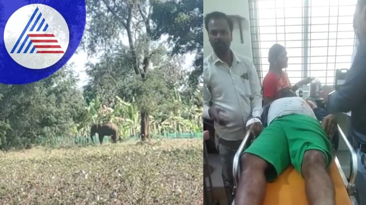Elephant attack: ಗುಂಡ್ಲುಪೇಟೆಯಲ್ಲಿ ರೈತನ ಮೇಲೆ ಆನೆ ದಾಳಿ: ಗಂಭೀರ ಗಾಯ Elephant attack: ಗುಂಡ್ಲುಪೇಟೆಯಲ್ಲಿ ರೈತನ ಮೇಲೆ ಆನೆ ದಾಳಿ: ಗಂಭೀರ ಗಾಯ