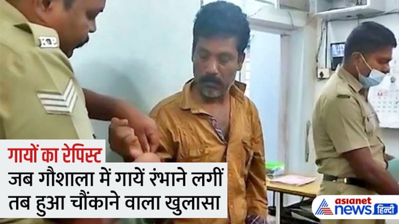 गौशाला में रात 1 बजे आने लगी जानवरों की आवाज, CCTV में कैप्चर हुआ गायों से रेप करने वाला हैवान गौशाला में रात 1 बजे आने लगी जानवरों की आवाज, CCTV में कैप्चर हुआ गायों से रेप करने वाला हैवान