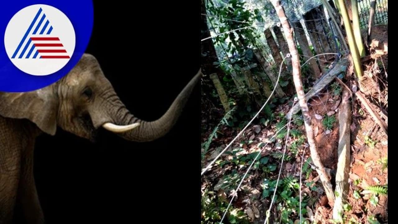 ಅರಣ್ಯ ಅಧಿಕಾರಿಗಳ ಹರಸಾಹಸ: ಕಾಡು ಸೇರಿದ ಕಾಡಾನೆ