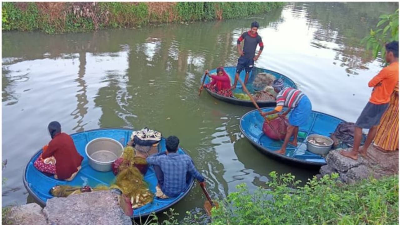 ചെന്നിത്തലയിൽ കൗതുക കാഴ്ചയായി കുട്ടവഞ്ചിയിലെ മീൻ പിടിത്തം ചെന്നിത്തലയിൽ കൗതുക കാഴ്ചയായി കുട്ടവഞ്ചിയിലെ മീൻ പിടിത്തം
