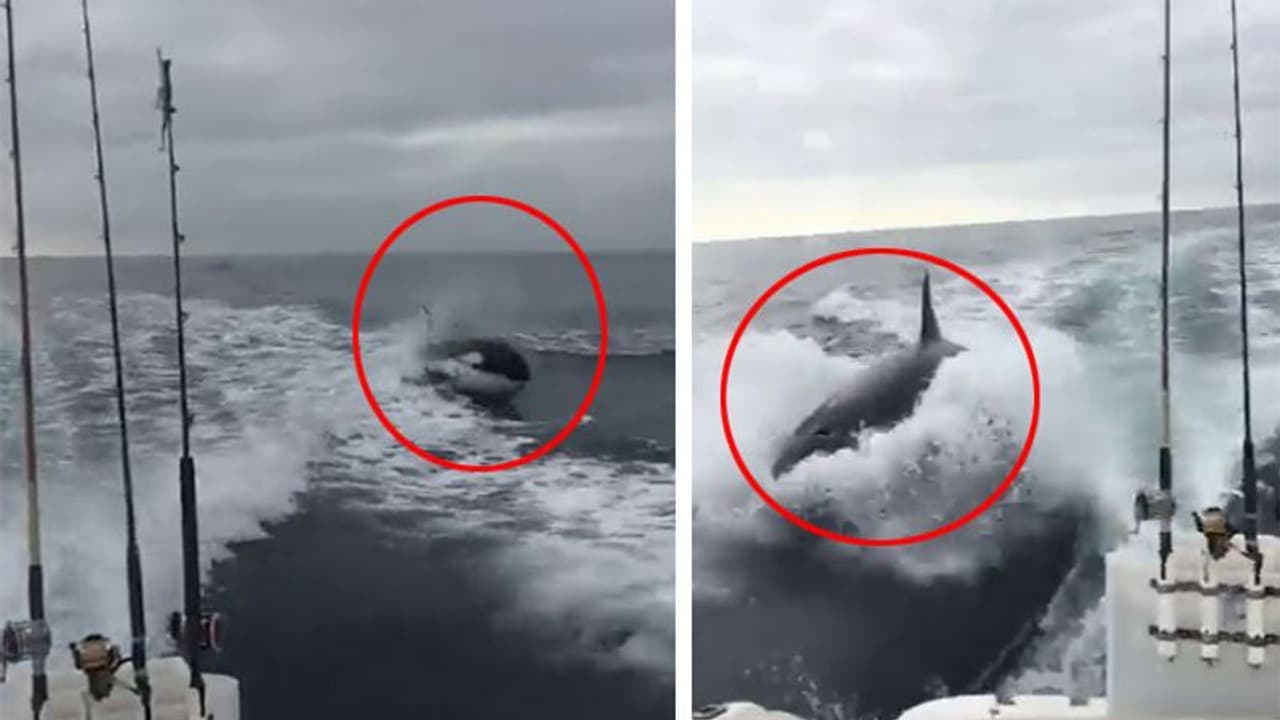 तेज रफ्तार बोट का उसी तेजी से पीछा करने लगी ये खतरनाक चीज, बोट के कप्तान के रोंगटे खड़े हो गए तेज रफ्तार बोट का उसी तेजी से पीछा करने लगी ये खतरनाक चीज, बोट के कप्तान के रोंगटे खड़े हो गए