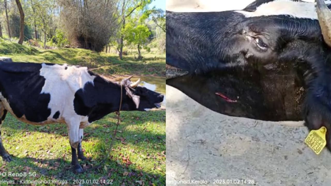 നൂല്‍പ്പുഴ വള്ളുവാടിയില്‍ കടുവയിറങ്ങി, ഗര്‍ഭിണിയായ പശുവിനെ ആക്രമിച്ചു; ഭീതിയില്‍ ജനം