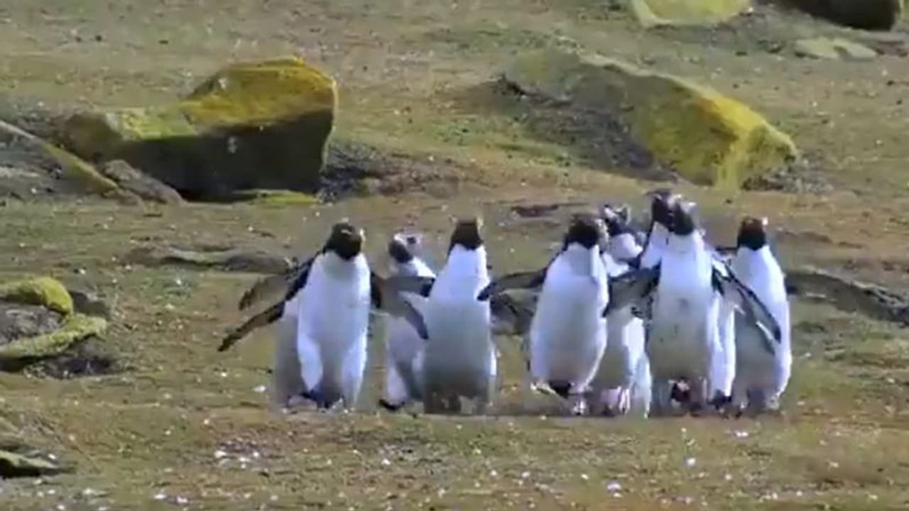 ചിത്രശലഭത്തെ പിന്തുടരുന്ന പെൻ​ഗ്വിനുകൾ; മനോഹരം ഈ വീഡിയോ