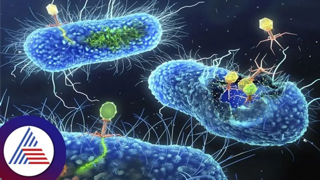 ಮತ್ತೊಂದು ಡೇಂಜರಸ್ ವೈರಸ್, 2023ರಲ್ಲಿ ಕಂಟಕವಾಗುತ್ತಾ ಈ ಸೂಪರ್ ಬಗ್ ? ಮತ್ತೊಂದು ಡೇಂಜರಸ್ ವೈರಸ್, 2023ರಲ್ಲಿ ಕಂಟಕವಾಗುತ್ತಾ ಈ ಸೂಪರ್ ಬಗ್ ?