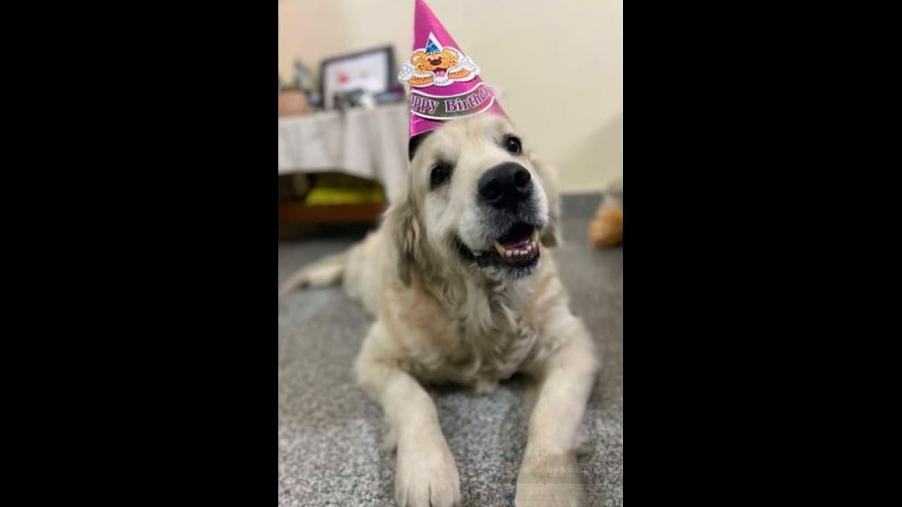 పెంపుడు జంతువులకు దేవుడి ఆశీర్వాదం కోసం చర్చికి పోటెత్తిన జనం.. వైరల్ వీడియో ఇదే పెంపుడు జంతువులకు దేవుడి ఆశీర్వాదం కోసం చర్చికి పోటెత్తిన జనం.. వైరల్ వీడియో ఇదే