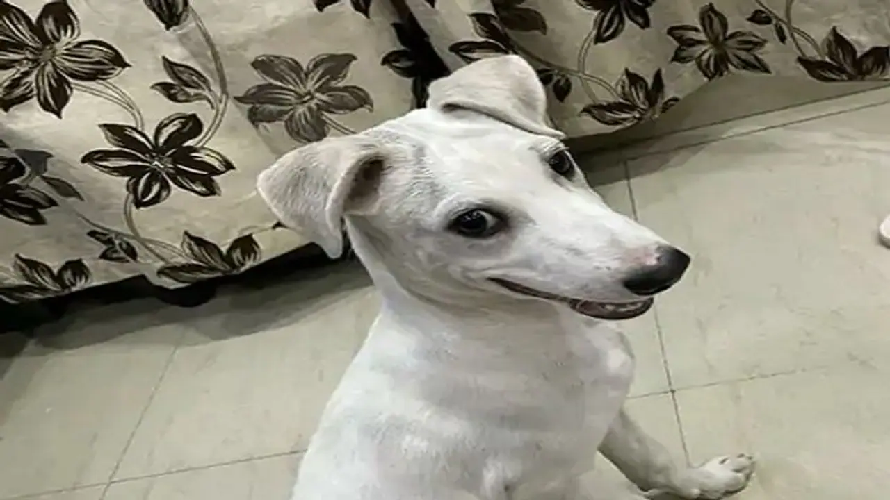 खो गया मैम का 'मोमो' प्रयागराज में कई जगह पर लगे पोस्टर, सोशल मीडिया पर भी चलाया जा रहा अभियान