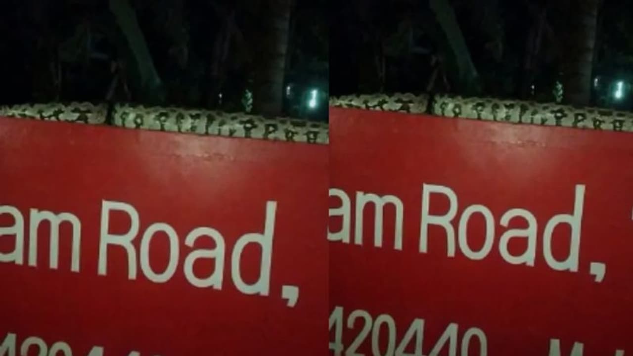 വീട്ടുമതിലിൽ സുഖമായി വിശ്രമിക്കുന്ന കൂറ്റൻ പെരുമ്പാമ്പ്, സംഭവം തൃശൂരിൽ വീഡിയോ 