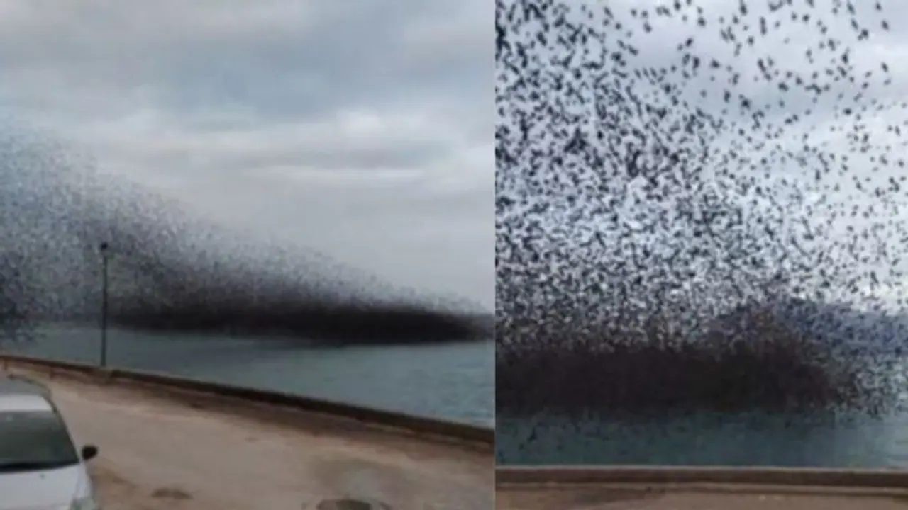 വിസ്മയിപ്പിക്കുന്ന ആകാശക്കാഴ്ചയൊരുക്കി പക്ഷിക്കൂട്ടം; വീഡിയോ വൈറല് വിസ്മയിപ്പിക്കുന്ന ആകാശക്കാഴ്ചയൊരുക്കി പക്ഷിക്കൂട്ടം; വീഡിയോ വൈറല്