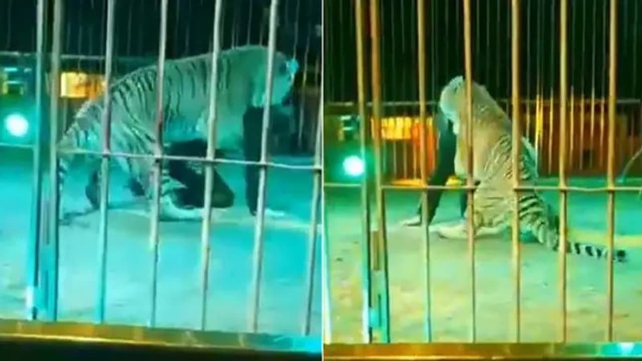 ಸರ್ಕಸ್ ತರಬೇತುದಾರನ ಮೇಲೆ ಹುಲಿಯ ದಾಳಿ; ಕುತ್ತಿಗೆ ಕಚ್ಚಿದ ವ್ಯಾಘ್ರ: ವಿಡಿಯೋದಲ್ಲಿ ಸೆರೆ..! 