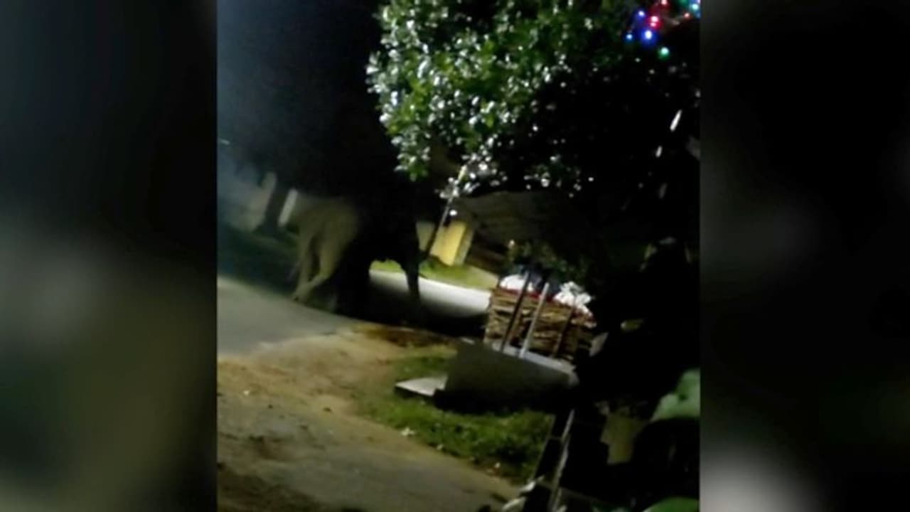 പി ടി സെവനെ പിടിക്കാൻ വയനാട്ടില് നിന്ന് 22 അംഗ ദൌത്യ സംഘം ഇന്നെത്തും പി ടി സെവനെ പിടിക്കാൻ വയനാട്ടില് നിന്ന് 22 അംഗ ദൌത്യ സംഘം ഇന്നെത്തും